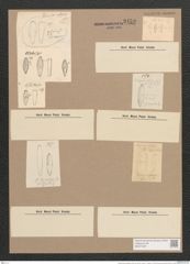 Gomphonema angustatum Kuetz. (de-Toni-Nr.: Genus 37, Species 1744) Zeichnungen Sammlung Grunow Nr. 3459 (NHMW-BOT-W0371007)